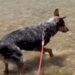 Dog Tugs His Human Away From a Wet Log — Someone Is Taking This Rescue Very Seriously