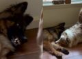 Dog Is Trying To Relax Until Her Sibling Shows up With a Very Obvious Invitation To Play