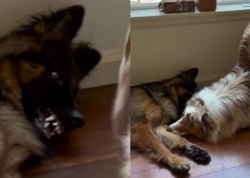 Dog Is Trying To Relax Until Her Sibling Shows up With a Very Obvious Invitation To Play
