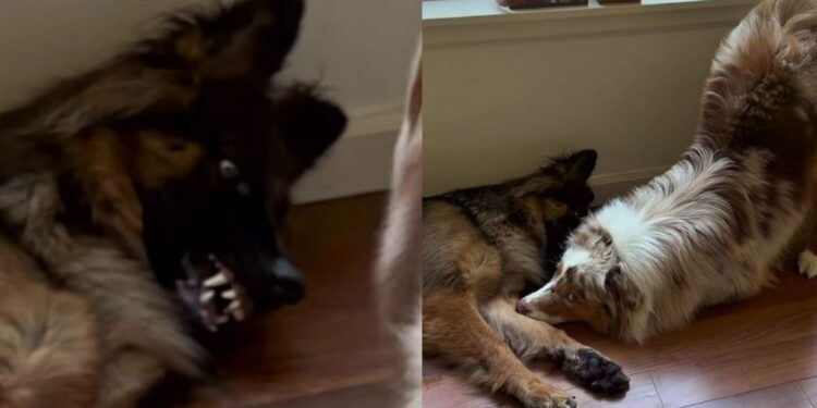 Dog Is Trying To Relax Until Her Sibling Shows up With a Very Obvious Invitation To Play