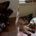 Dog Is Trying To Relax Until Her Sibling Shows up With a Very Obvious Invitation To Play