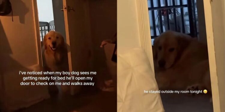 Golden Retriever Opens the Door To Check on Mom, Then Walks Away but Doesn’t Leave Just Yet
