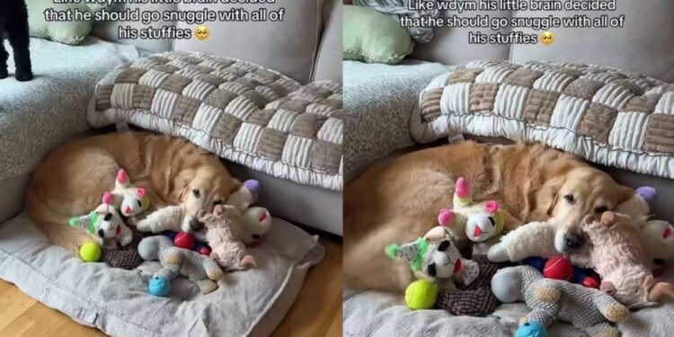 Golden Retriever Turns His Stuffed Toys Into a Cuddle Crew for the Perfect Nap