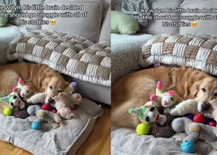 Golden Retriever Turns His Stuffed Toys Into a Cuddle Crew for the Perfect Nap