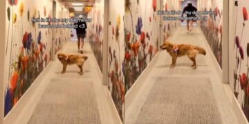 Golden Retriever Keeps Looking Back To Check on Her Human, Making Sure They’re Still There
