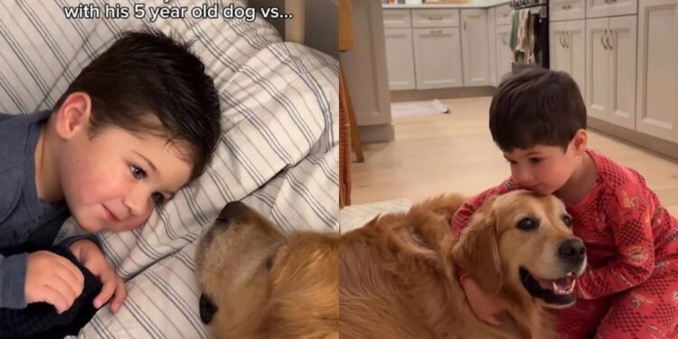 This Little Boy Is Learning That Golden Retriever Puppies Are a Different Breed of Chaos