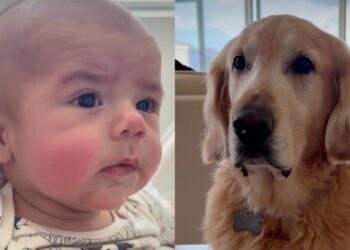 Golden Retriever Looks Ready To Take Credit After Baby Picks up His Funniest Habit
