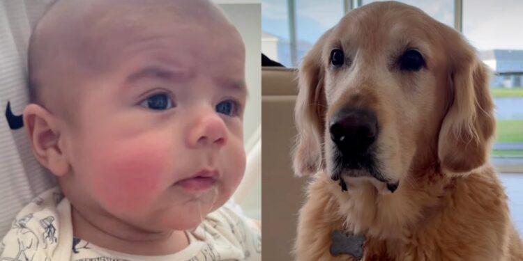 Golden Retriever Looks Ready To Take Credit After Baby Picks up His Funniest Habit