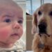 Golden Retriever Looks Ready To Take Credit After Baby Picks up His Funniest Habit