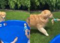 Golden Retriever Spots Little Girl’s Barbie & Turns It Into His Own Backyard Game