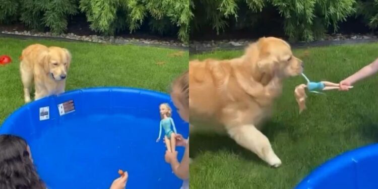 Golden Retriever Spots Little Girl’s Barbie & Turns It Into His Own Backyard Game