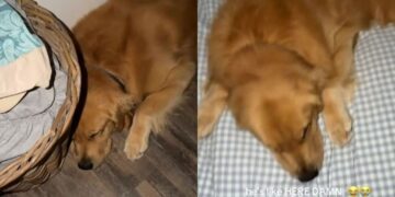 Golden Retriever Gets Begged To Join Owner in Bed & the Roles Are Officially Reversed