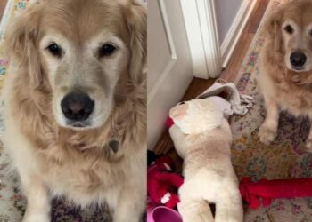 Golden Retriever Hears Foster Puppies Crying & Brings Them a Very Random Care Package