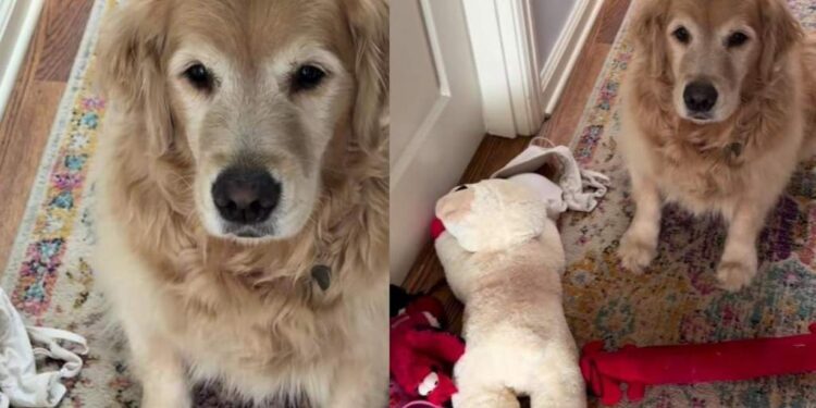 Golden Retriever Hears Foster Puppies Crying & Brings Them a Very Random Care Package