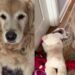 Golden Retriever Hears Foster Puppies Crying & Brings Them a Very Random Care Package