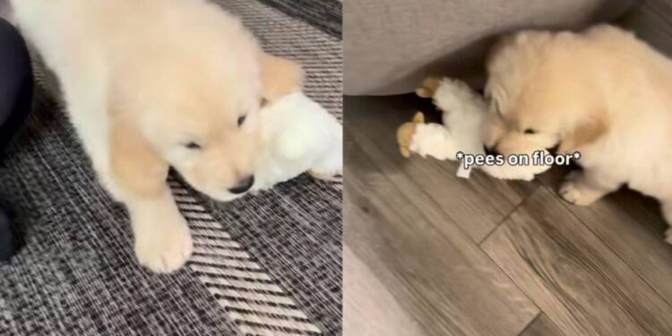 Golden Retriever Puppy Soaks up Compliments, but Then Gives Owner an Instant Reality Check