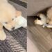 Golden Retriever Puppy Soaks up Compliments, but Then Gives Owner an Instant Reality Check