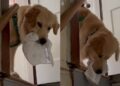 Golden Retriever Invents His Own Version of Fetch With a Little Hide-And-Seek Twist