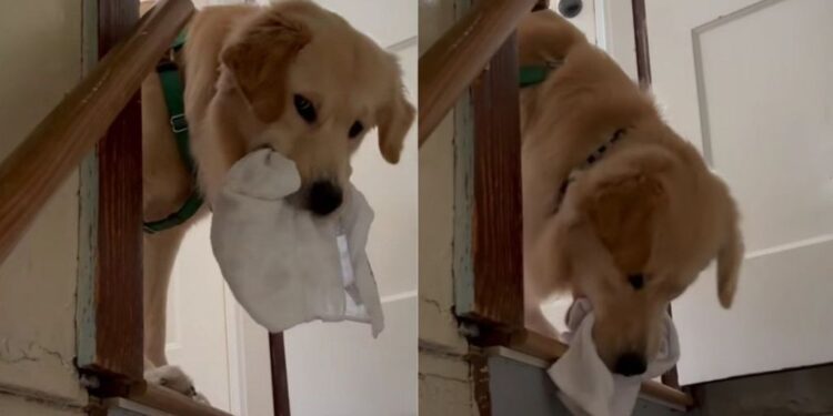 Golden Retriever Invents His Own Version of Fetch With a Little Hide-And-Seek Twist