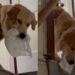 Golden Retriever Invents His Own Version of Fetch With a Little Hide-And-Seek Twist