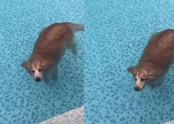 Golden Retriever Looks Like a Seal While Taking Relaxation Very Seriously