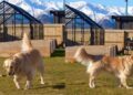 Golden Retriever Cannot Believe Snow Is Back When She Was Ready for Spring