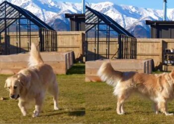 Golden Retriever Cannot Believe Snow Is Back When She Was Ready for Spring