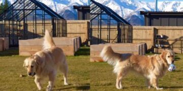 Golden Retriever Cannot Believe Snow Is Back When She Was Ready for Spring