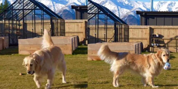 Golden Retriever Cannot Believe Snow Is Back When She Was Ready for Spring