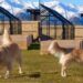 Golden Retriever Cannot Believe Snow Is Back When She Was Ready for Spring