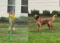 Golden Retriever Finds a Dance Partner, and It’s the Sprinkler