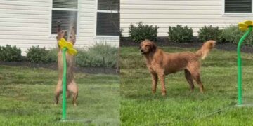 Golden Retriever Finds a Dance Partner, and It’s the Sprinkler