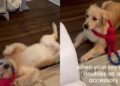 Golden Retriever Puppy Turns New Toy Into an Accidental Fashion Accessory