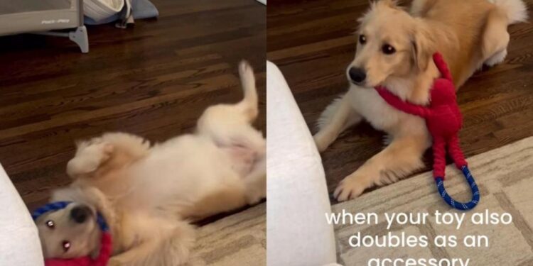 Golden Retriever Puppy Turns New Toy Into an Accidental Fashion Accessory