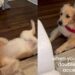 Golden Retriever Puppy Turns New Toy Into an Accidental Fashion Accessory