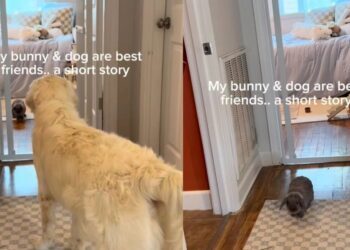 Golden Retriever & Bunny Prove That Best Friends Don’t Always Have to Look Anything Alike