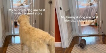 Golden Retriever & Bunny Prove That Best Friends Don’t Always Have to Look Anything Alike
