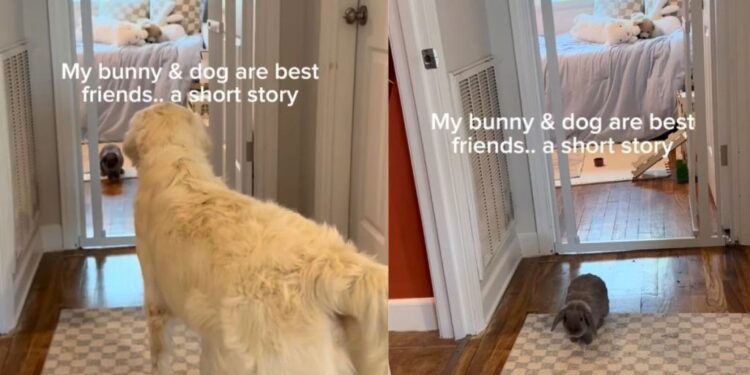 Golden Retriever & Bunny Prove That Best Friends Don’t Always Have to Look Anything Alike