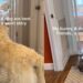 Golden Retriever & Bunny Prove That Best Friends Don’t Always Have to Look Anything Alike