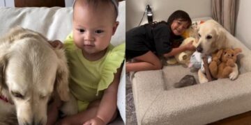 Golden Retriever Spent Years Caring for His Tiny Human, Then Came the Sweetest Role Reversal