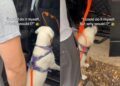 Golden Retriever Puppy Can Hop Into the Car, but Being Carried by Dad Is Better