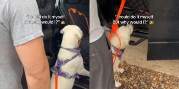Golden Retriever Puppy Can Hop Into the Car, but Being Carried by Dad Is Better