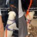 Golden Retriever Puppy Can Hop Into the Car, but Being Carried by Dad Is Better
