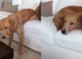 Golden Retriever Tries Every Trick To Stay on the Couch Before Simply Moving to Mom’s