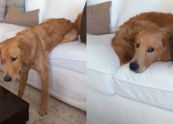 Golden Retriever Tries Every Trick To Stay on the Couch Before Simply Moving to Mom’s