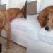 Golden Retriever Tries Every Trick To Stay on the Couch Before Simply Moving to Mom’s