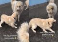 Golden Retriever Puppy Confidently Wanders Into a Family Reunion That Definitely Isn’t His