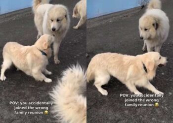 Golden Retriever Puppy Confidently Wanders Into a Family Reunion That Definitely Isn’t His