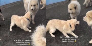 Golden Retriever Puppy Confidently Wanders Into a Family Reunion That Definitely Isn’t His