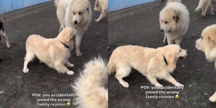 Golden Retriever Puppy Confidently Wanders Into a Family Reunion That Definitely Isn’t His
